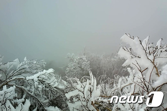 韓國雪岳山現(xiàn)“樹掛”奇景【組圖】