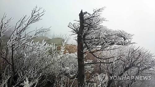 韓國(guó)雪岳山現(xiàn)“樹(shù)掛”奇景【組圖】