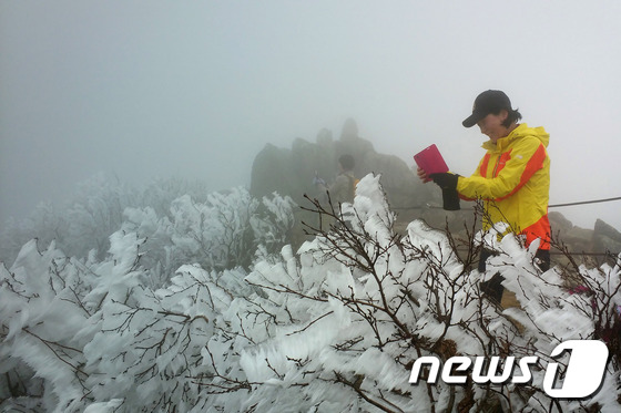 韓國雪岳山現“樹掛”奇景【組圖】