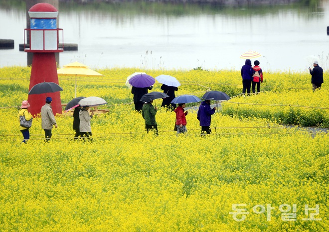 游人漫步在油菜花田  圖片來(lái)源：東亞日?qǐng)?bào)