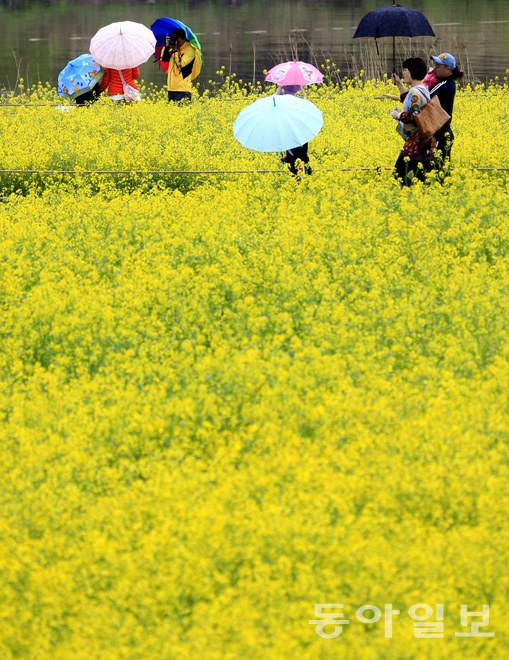 韓國：榮山江邊降春雨 游人雨中賞花怡然自得【組圖】