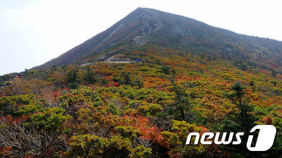 雪岳山中青一帶已經(jīng)被楓葉染紅 ( 圖片來源：News1)