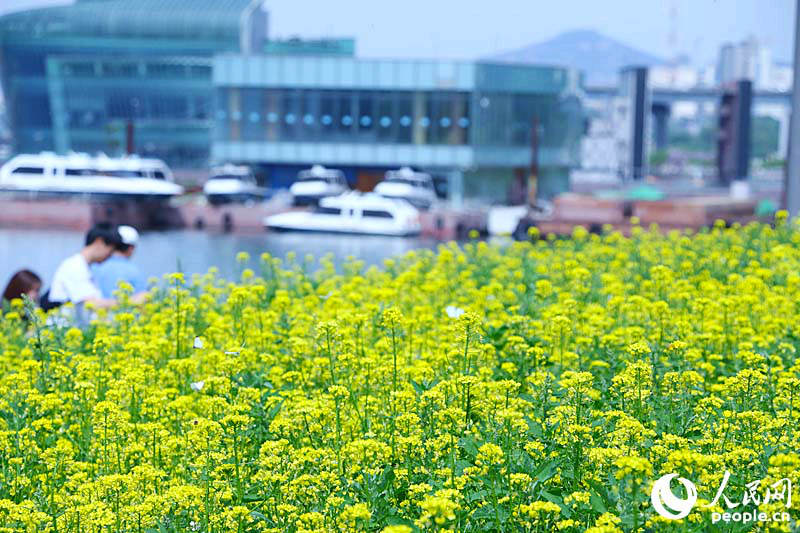 韓國首爾市盤浦漢江公園舉辦了西來島油菜花節(jié)。張弛攝