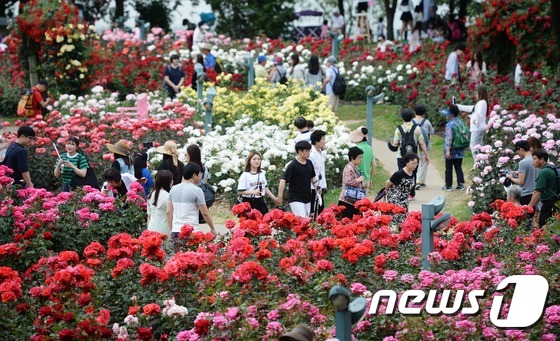 首爾大公園舉辦玫瑰節(jié)慶典 顯忠日假期感受玫瑰浪漫情懷【組圖】