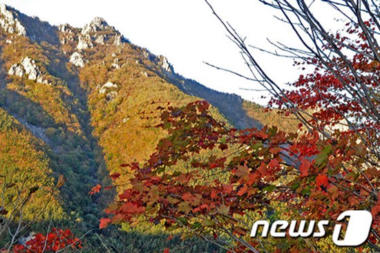 圖為層林盡染的雪岳山。圖片來源：韓國NEWS1